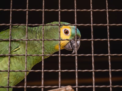 Vargjakt, förorenat dricksvatten och insmugglade reptiler – miljöbrottens många ansikten