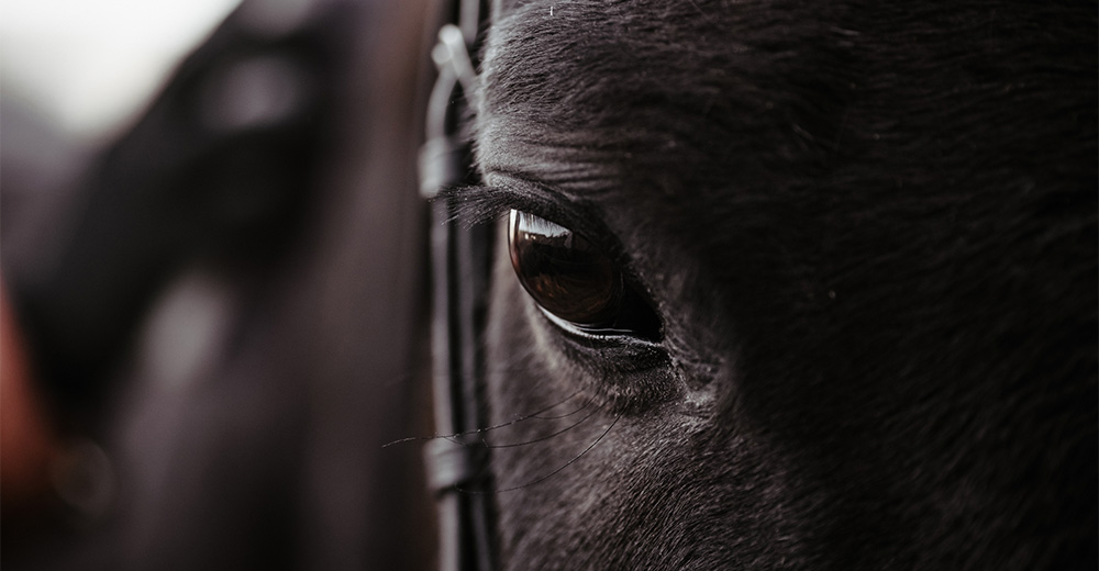 Fel i häst - fördjupningskurs i Equine Law, tvister om häst